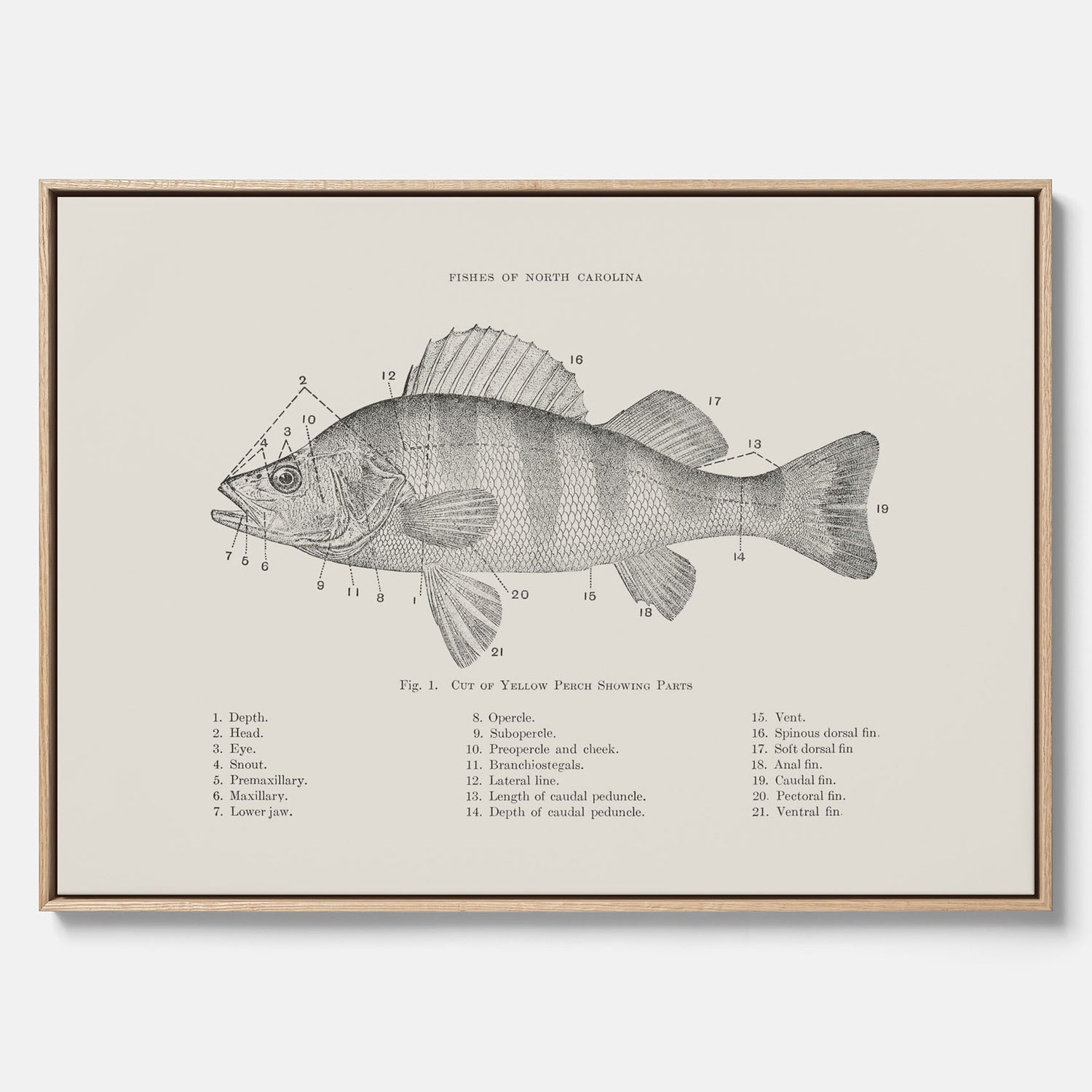 Canvas med Abborre poster No.2 – Fiskposter – Plansch med fisk, kökstavla, köksposter, poster till kök