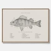 Canvas med Abborre poster No.2 – Fiskposter – Plansch med fisk, kökstavla, köksposter, poster till kök