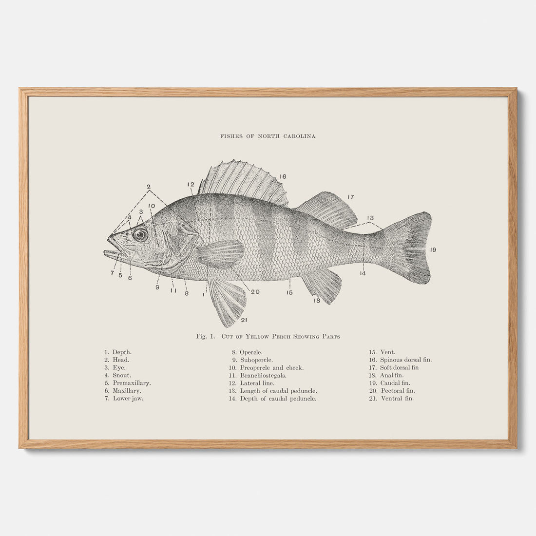 Abborre poster No.2 – Fiskposter – Plansch med fisk, kökstavla, köksposter, poster till kök