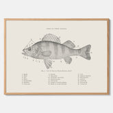 Abborre poster No.2 – Fiskposter – Plansch med fisk, kökstavla, köksposter, poster till kök