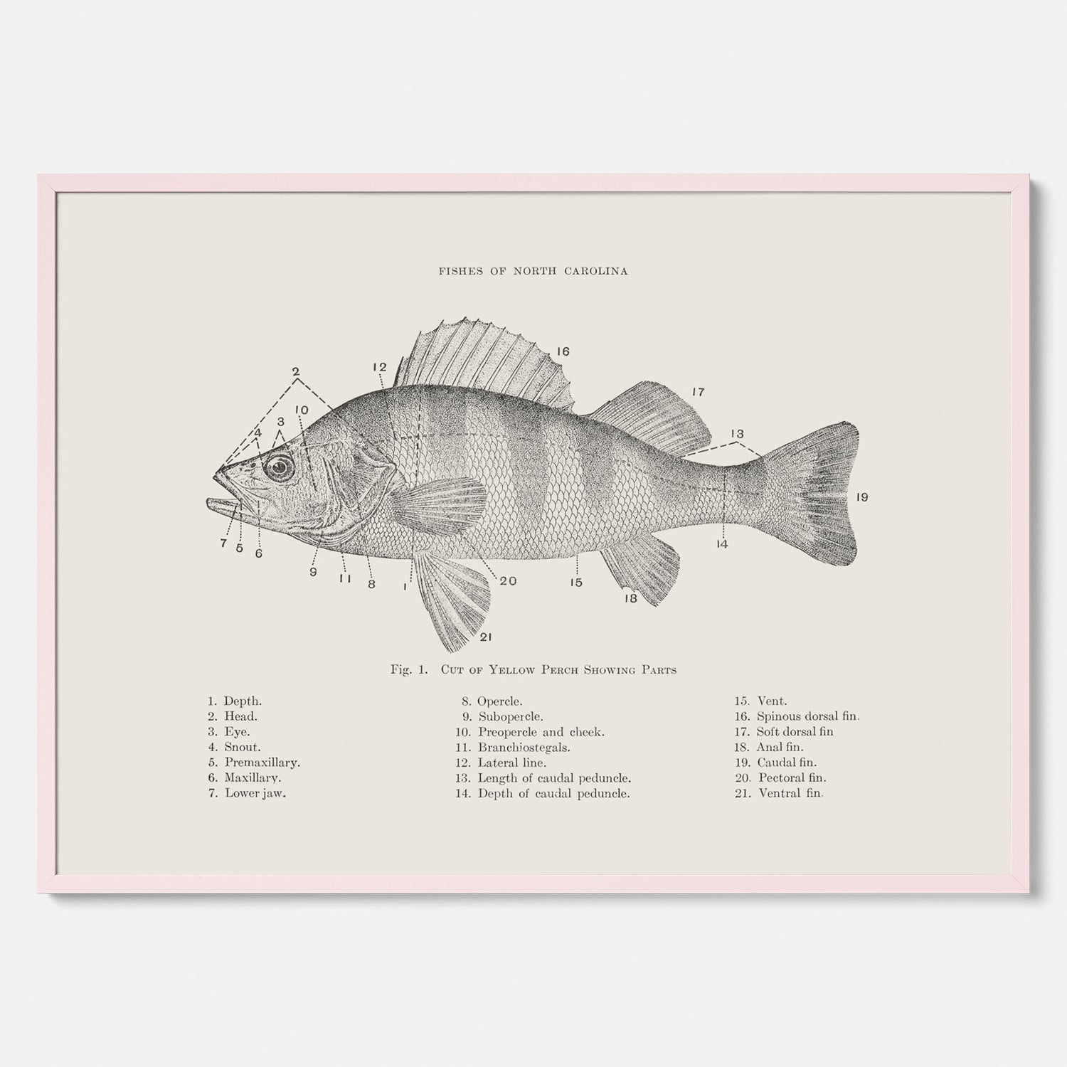 Abborre poster No.2 – Fiskposter – Plansch med fisk, kökstavla, köksposter, poster till kök