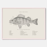 Abborre poster No.2 – Fiskposter – Plansch med fisk, kökstavla, köksposter, poster till kök