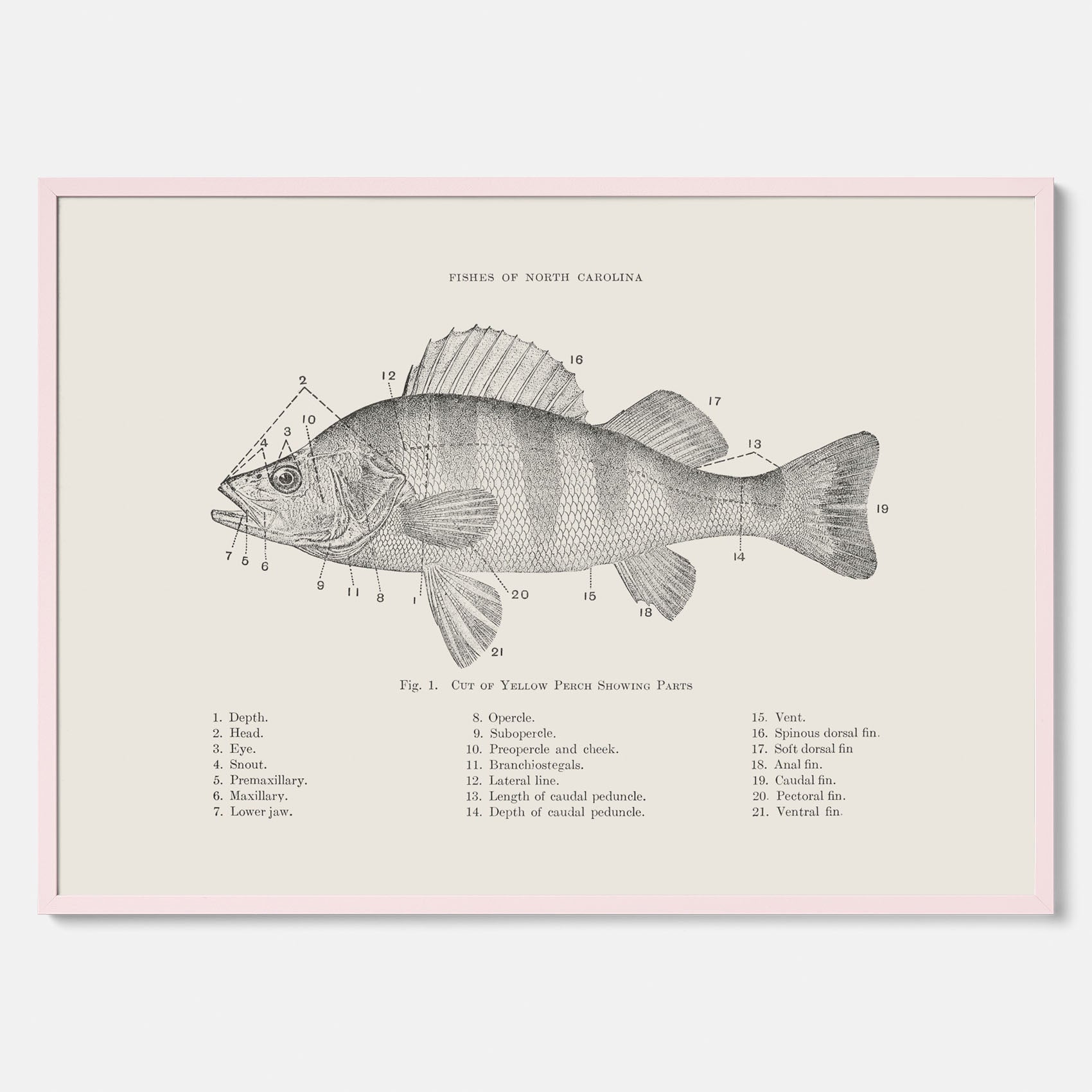 Abborre poster No.2 – Fiskposter – Plansch med fisk, kökstavla, köksposter, poster till kök