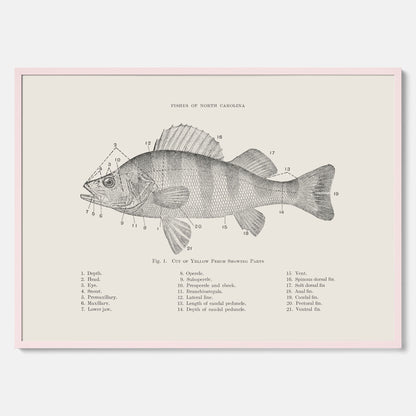 Abborre poster No.2 – Fiskposter – Plansch med fisk, kökstavla, köksposter, poster till kök