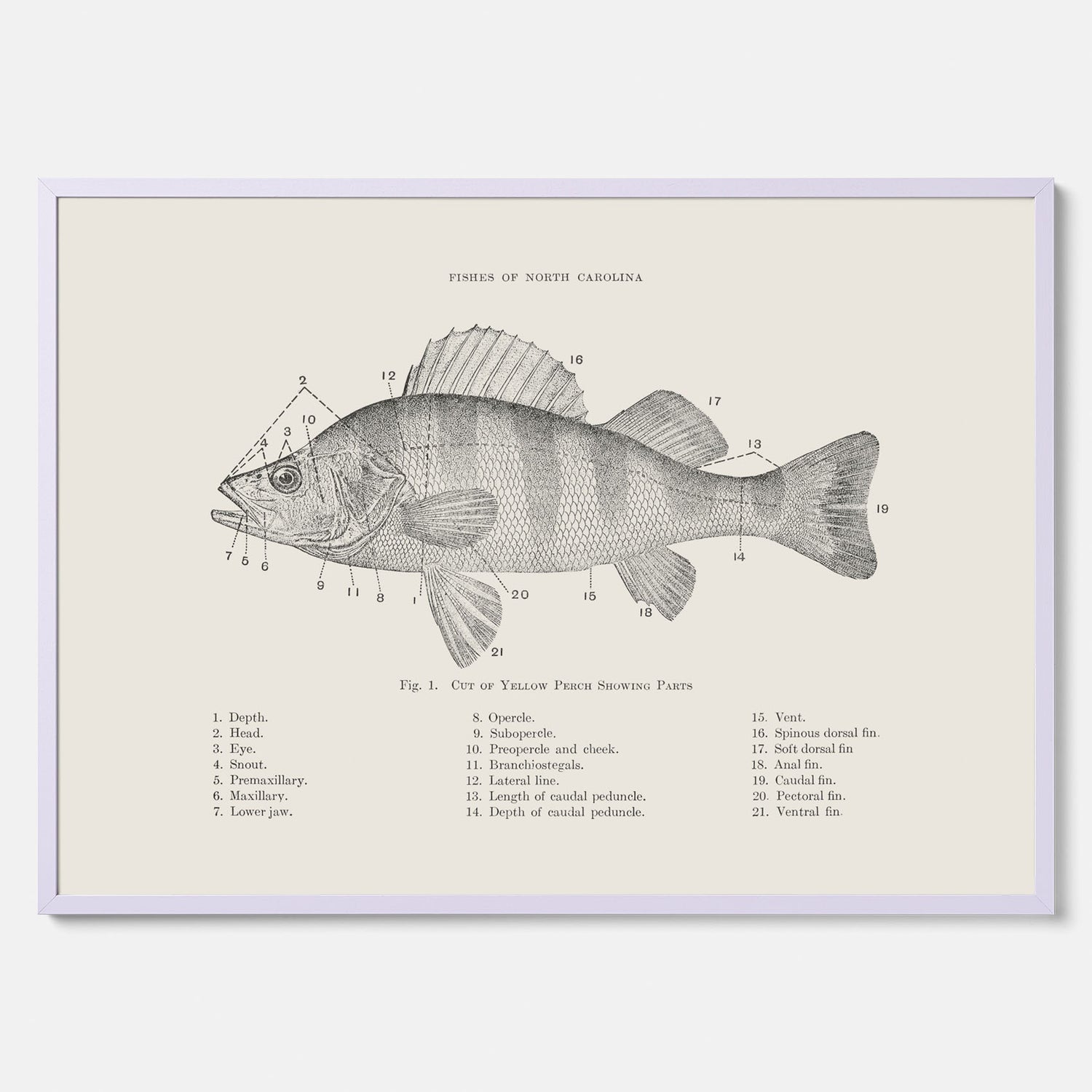 Abborre poster No.2 – Fiskposter – Plansch med fisk, kökstavla, köksposter, poster till kök