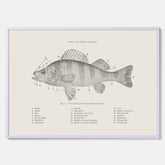Abborre poster No.2 – Fiskposter – Plansch med fisk, kökstavla, köksposter, poster till kök