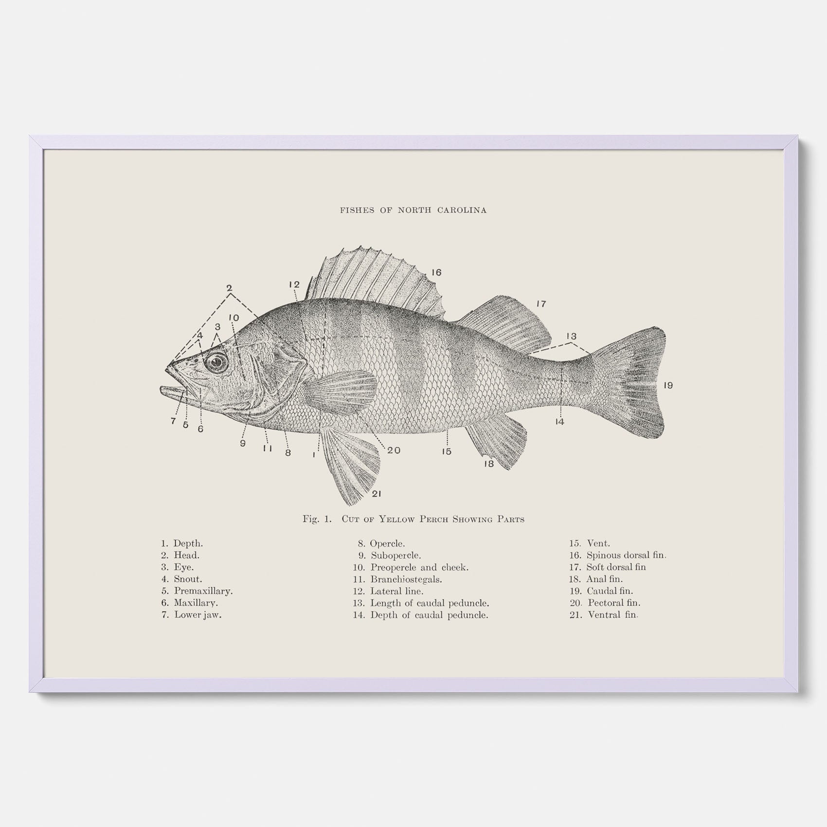 Abborre poster No.2 – Fiskposter – Plansch med fisk, kökstavla, köksposter, poster till kök