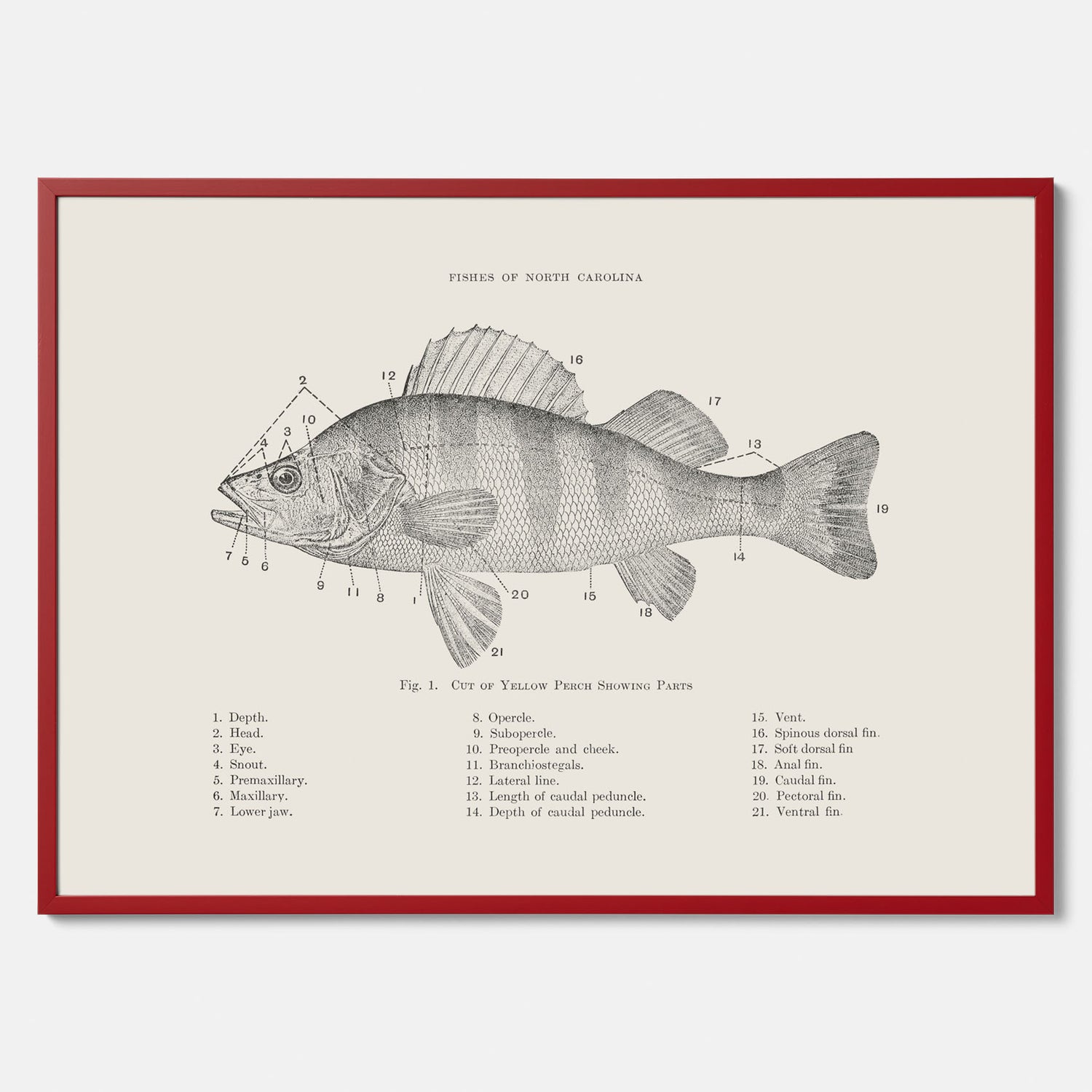 Abborre poster No.2 – Fiskposter – Plansch med fisk, kökstavla, köksposter, poster till kök