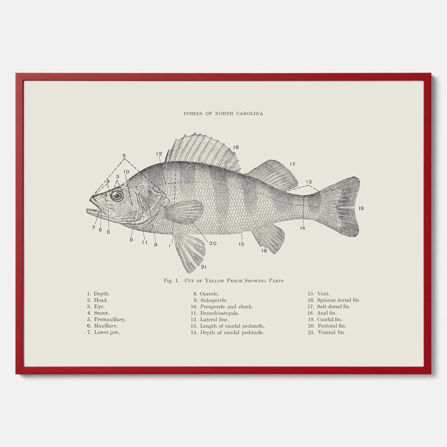 Abborre poster No.2 – Fiskposter – Plansch med fisk, kökstavla, köksposter, poster till kök