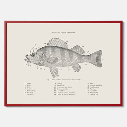 Abborre poster No.2 – Fiskposter – Plansch med fisk, kökstavla, köksposter, poster till kök