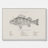 Canvas med Abborre poster No.2 – Fiskposter – Plansch med fisk, kökstavla, köksposter, poster till kök