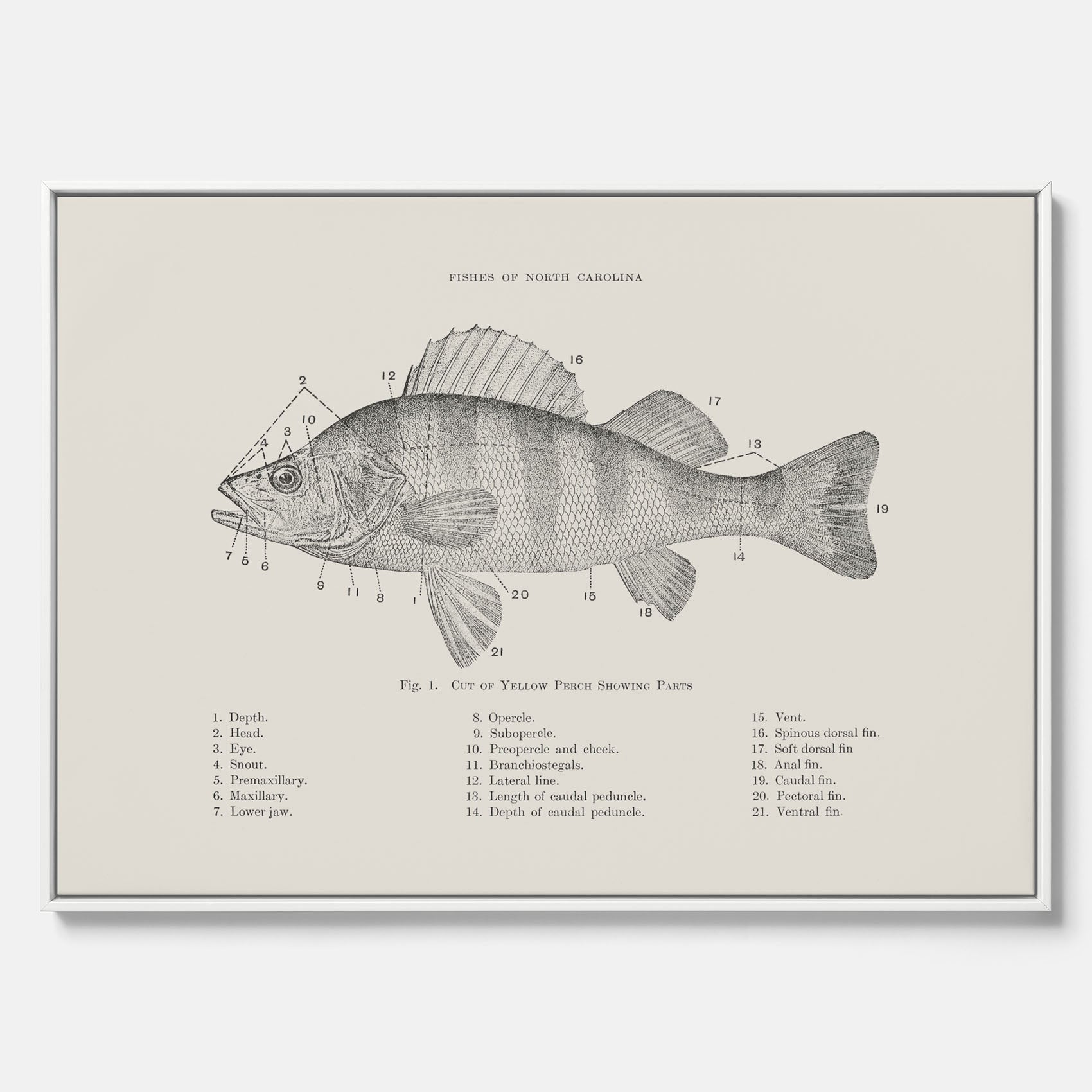 Canvas med Abborre poster No.2 – Fiskposter – Plansch med fisk, kökstavla, köksposter, poster till kök