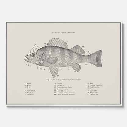 Canvas med Abborre poster No.2 – Fiskposter – Plansch med fisk, kökstavla, köksposter, poster till kök