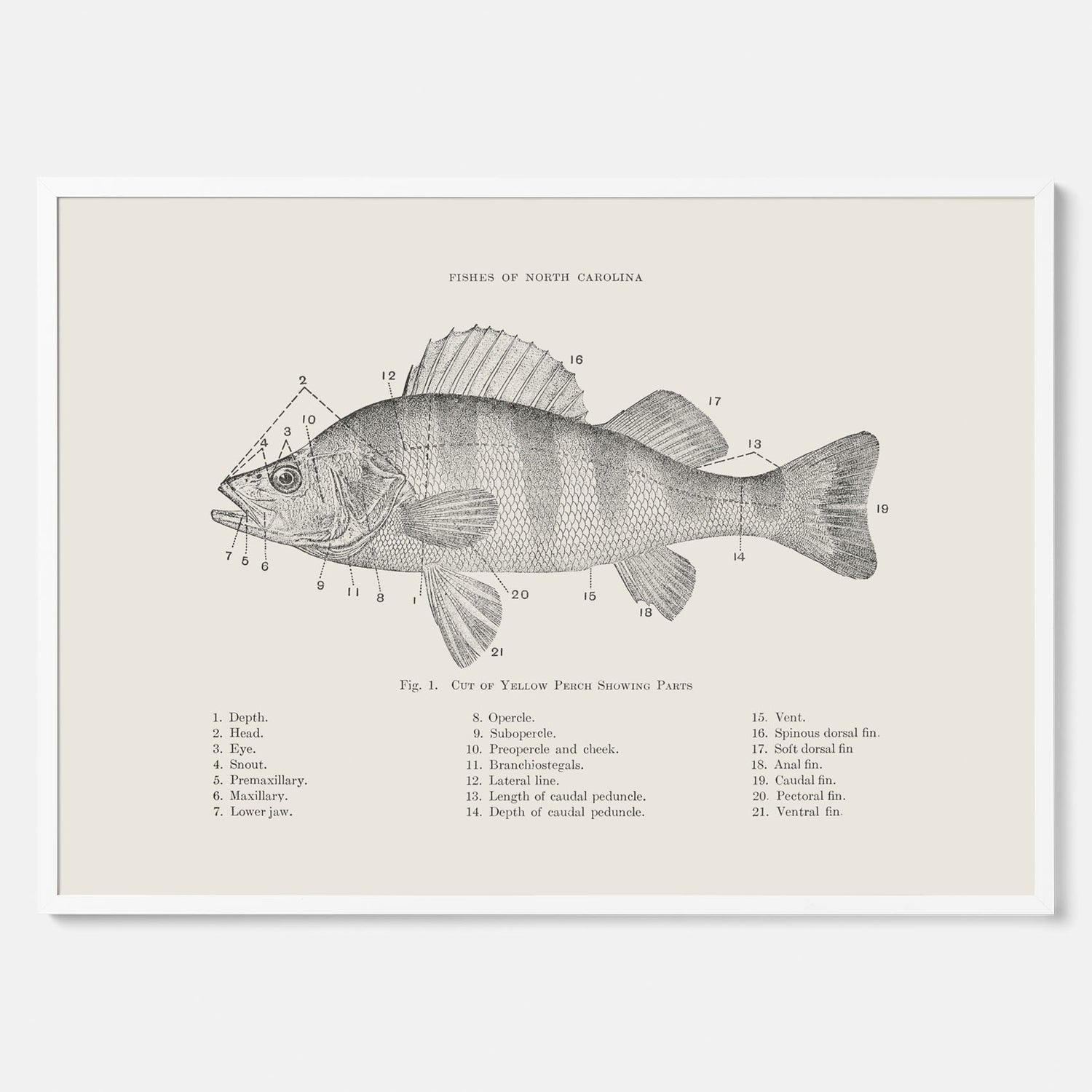 Abborre poster No.2 – Fiskposter – Plansch med fisk, kökstavla, köksposter, poster till kök