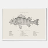 Abborre poster No.2 – Fiskposter – Plansch med fisk, kökstavla, köksposter, poster till kök