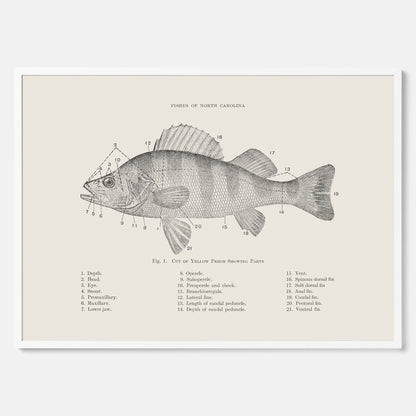 Abborre poster No.2 – Fiskposter – Plansch med fisk, kökstavla, köksposter, poster till kök