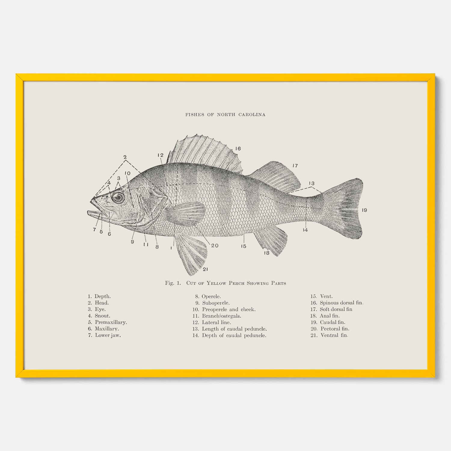 Abborre poster No.2 – Fiskposter – Plansch med fisk, kökstavla, köksposter, poster till kök