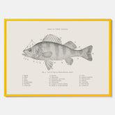 Abborre poster No.2 – Fiskposter – Plansch med fisk, kökstavla, köksposter, poster till kök