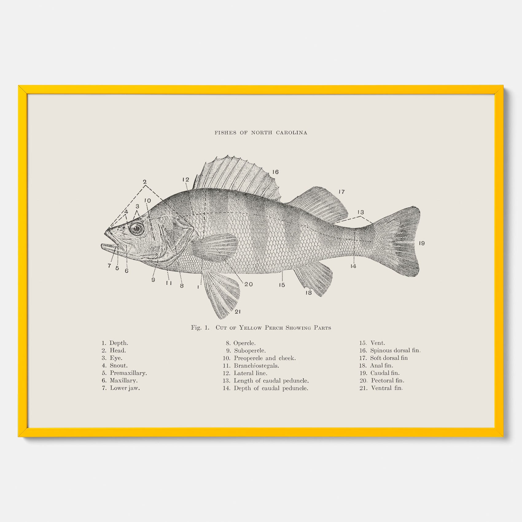 Abborre poster No.2 – Fiskposter – Plansch med fisk, kökstavla, köksposter, poster till kök
