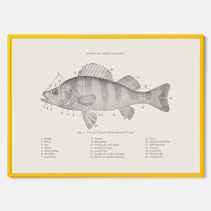 Abborre poster No.2 – Fiskposter – Plansch med fisk, kökstavla, köksposter, poster till kök