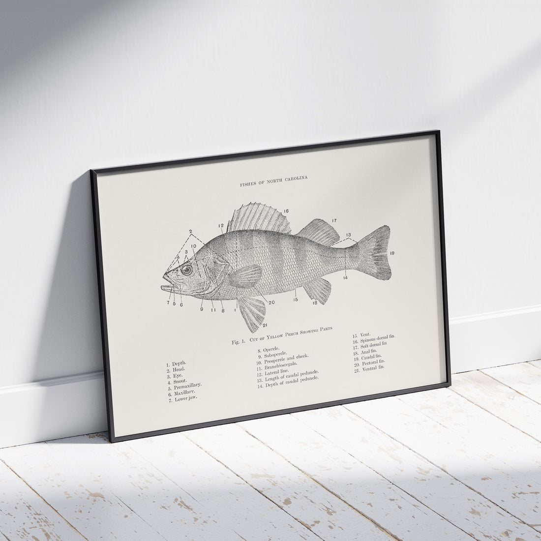 Abborre poster No.2 – Fiskposter – Plansch med fisk, kökstavla, köksposter, poster till kök