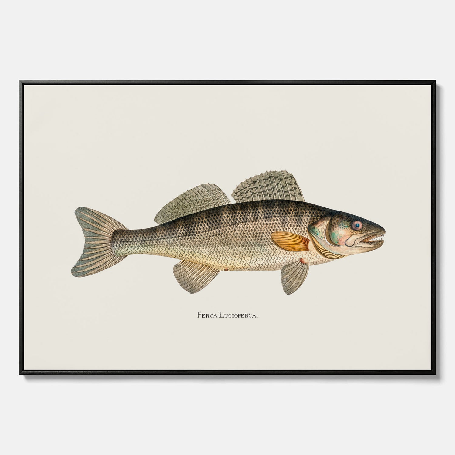 Kökstavla med Gös canvas – Plansch med fisk, skolposter, fiskposter, tavla till kök, köksposter, poster till kök