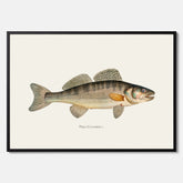 Kökstavla med Gös Poster – Plansch med fisk, skolposter, fiskposter, tavla till kök, köksposter, poster till kök