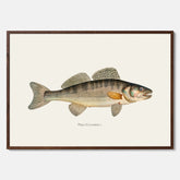 Kökstavla med Gös Poster – Plansch med fisk, skolposter, fiskposter, tavla till kök, köksposter, poster till kök