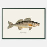 Kökstavla med Gös Poster – Plansch med fisk, skolposter, fiskposter, tavla till kök, köksposter, poster till kök