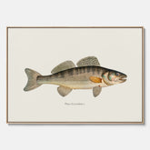 Kökstavla med Gös canvas – Plansch med fisk, skolposter, fiskposter, tavla till kök, köksposter, poster till kök