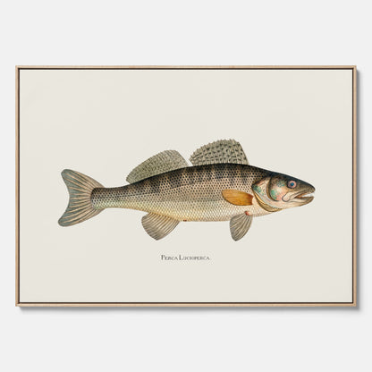 Kökstavla med Gös canvas – Plansch med fisk, skolposter, fiskposter, tavla till kök, köksposter, poster till kök