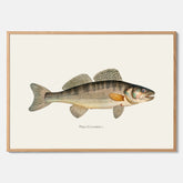 Kökstavla med Gös Poster – Plansch med fisk, skolposter, fiskposter, tavla till kök, köksposter, poster till kök