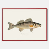 Kökstavla med Gös Poster – Plansch med fisk, skolposter, fiskposter, tavla till kök, köksposter, poster till kök