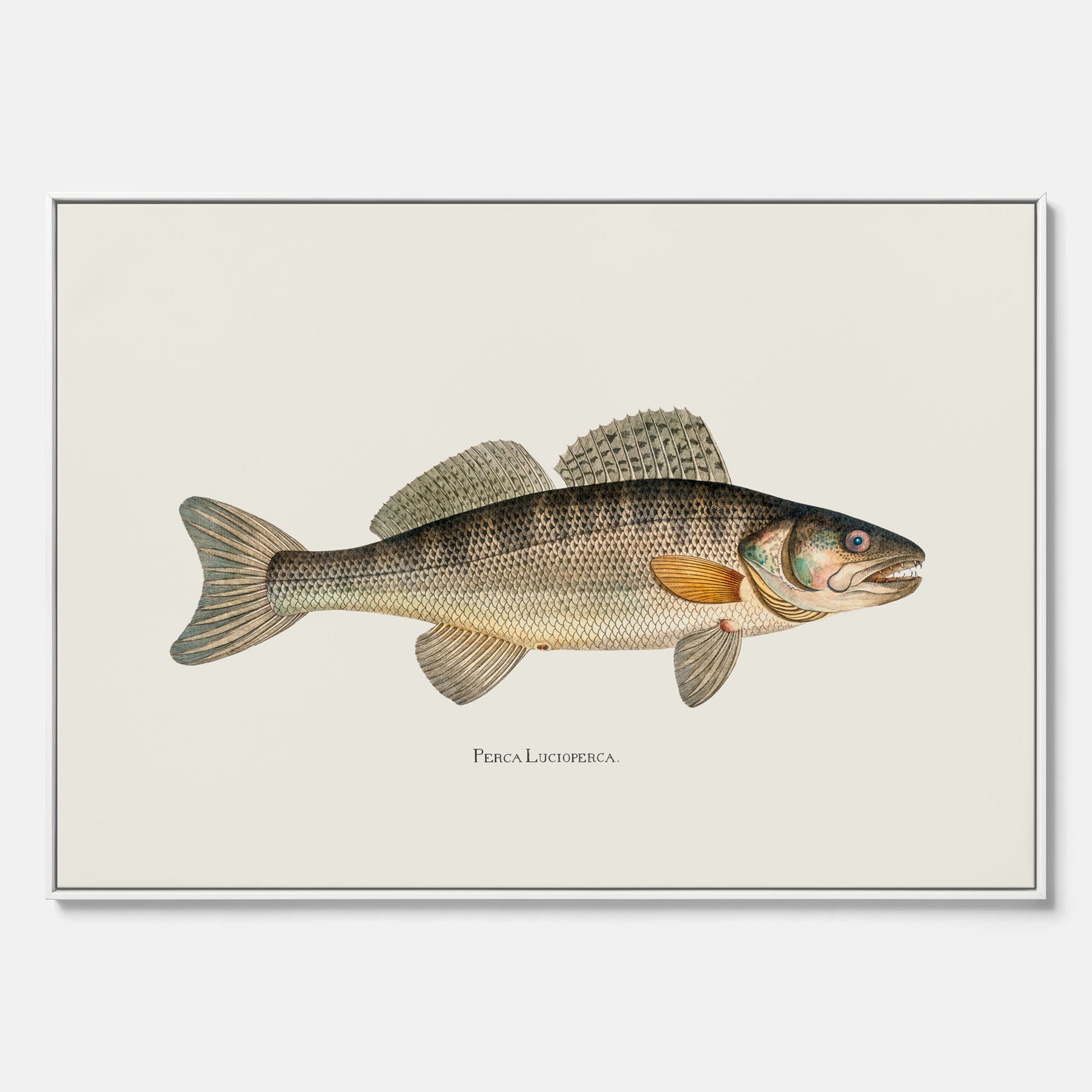Kökstavla med Gös canvas – Plansch med fisk, skolposter, fiskposter, tavla till kök, köksposter, poster till kök