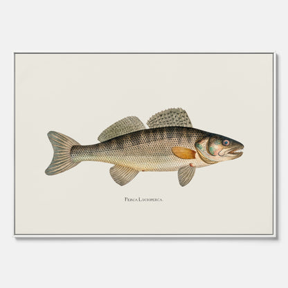 Kökstavla med Gös canvas – Plansch med fisk, skolposter, fiskposter, tavla till kök, köksposter, poster till kök