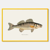 Kökstavla med Gös Poster – Plansch med fisk, skolposter, fiskposter, tavla till kök, köksposter, poster till kök