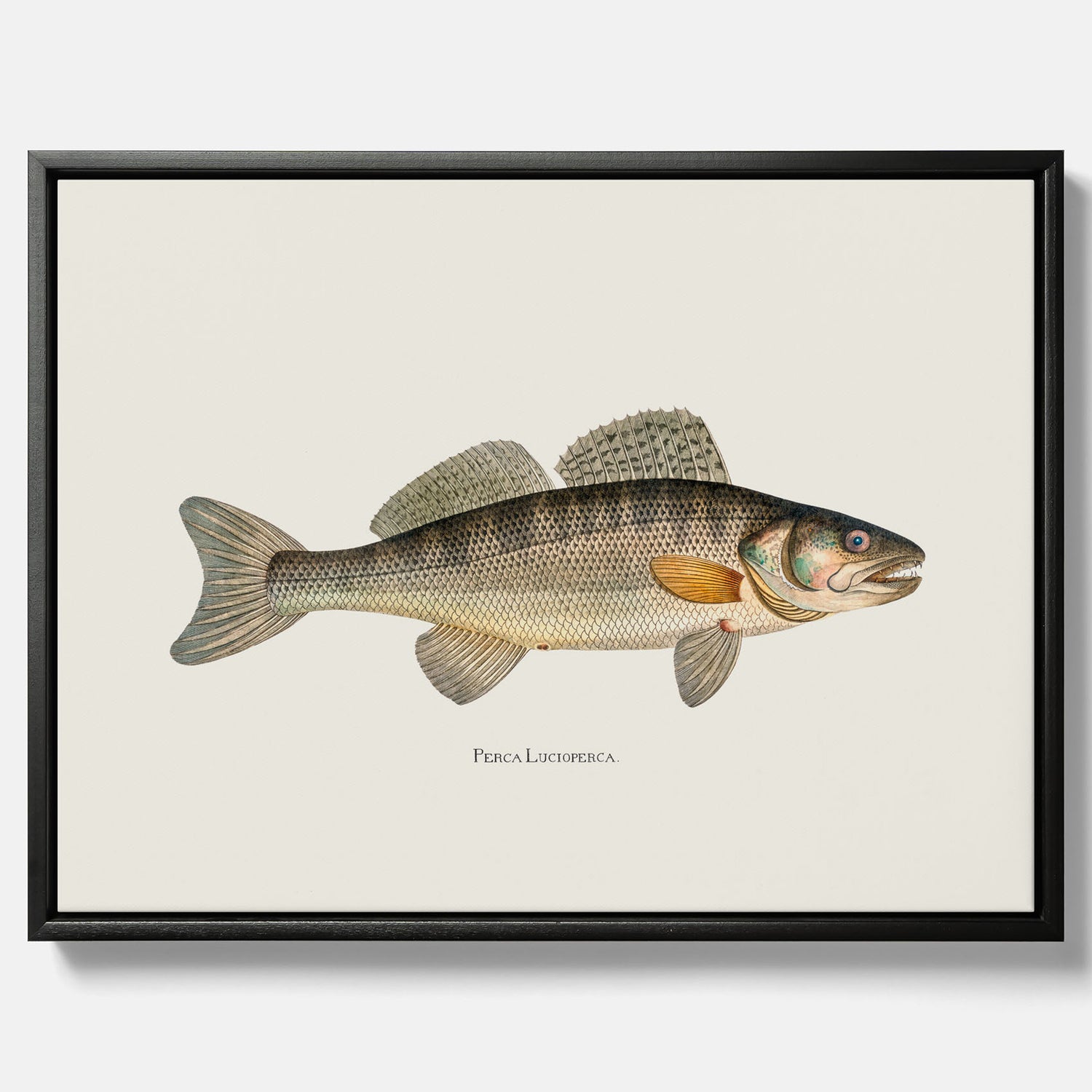 Kökstavla med Gös canvas – Plansch med fisk, skolposter, fiskposter, tavla till kök, köksposter, poster till kök