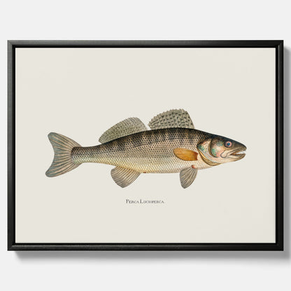 Kökstavla med Gös canvas – Plansch med fisk, skolposter, fiskposter, tavla till kök, köksposter, poster till kök