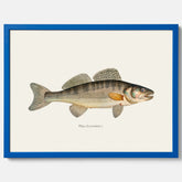 Kökstavla med Gös Poster – Plansch med fisk, skolposter, fiskposter, tavla till kök, köksposter, poster till kök