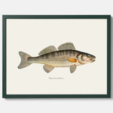 Kökstavla med Gös Poster – Plansch med fisk, skolposter, fiskposter, tavla till kök, köksposter, poster till kök