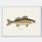 Kökstavla med Gös Poster – Plansch med fisk, skolposter, fiskposter, tavla till kök, köksposter, poster till kök