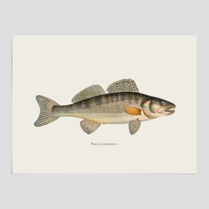 Kökstavla med Gös Poster – Plansch med fisk, skolposter, fiskposter, tavla till kök, köksposter, poster till kök