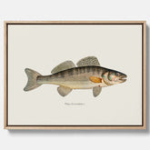 Kökstavla med Gös canvas – Plansch med fisk, skolposter, fiskposter, tavla till kök, köksposter, poster till kök