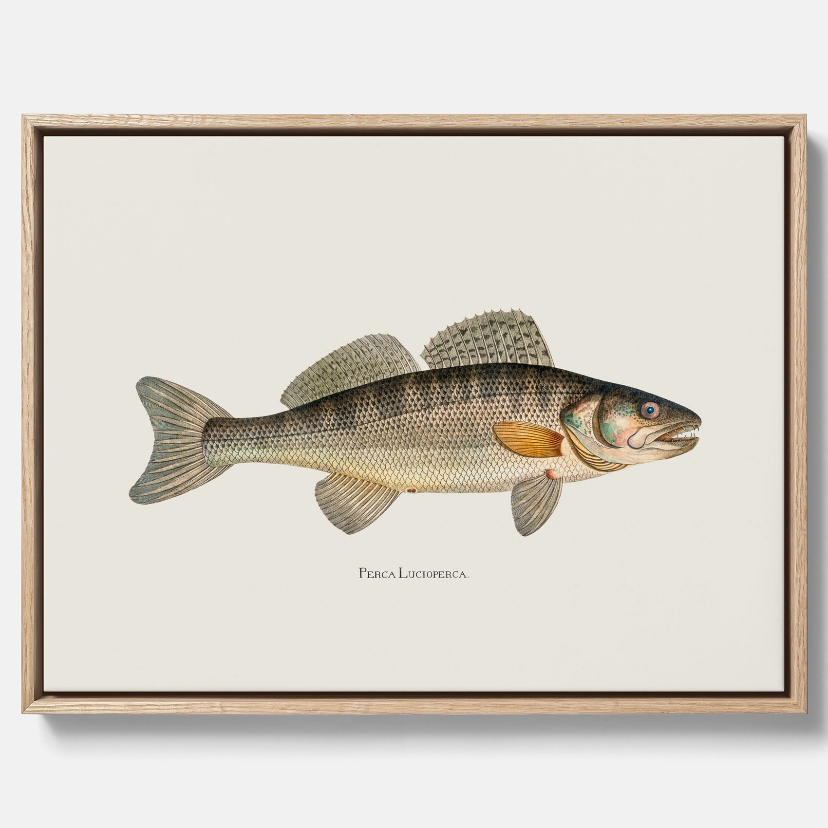 Kökstavla med Gös canvas – Plansch med fisk, skolposter, fiskposter, tavla till kök, köksposter, poster till kök