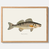 Kökstavla med Gös Poster – Plansch med fisk, skolposter, fiskposter, tavla till kök, köksposter, poster till kök