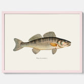 Kökstavla med Gös Poster – Plansch med fisk, skolposter, fiskposter, tavla till kök, köksposter, poster till kök