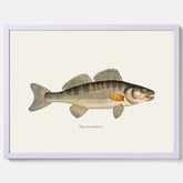 Kökstavla med Gös Poster – Plansch med fisk, skolposter, fiskposter, tavla till kök, köksposter, poster till kök