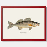 Kökstavla med Gös Poster – Plansch med fisk, skolposter, fiskposter, tavla till kök, köksposter, poster till kök