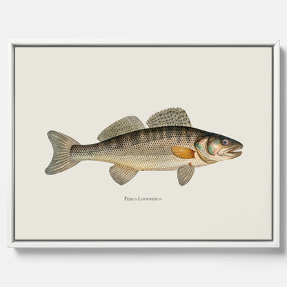 Kökstavla med Gös canvas – Plansch med fisk, skolposter, fiskposter, tavla till kök, köksposter, poster till kök