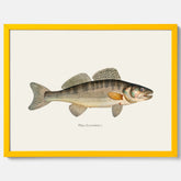 Kökstavla med Gös Poster – Plansch med fisk, skolposter, fiskposter, tavla till kök, köksposter, poster till kök